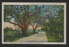 Moss covered oak trees shading a southern highway : road leading to Wrightsville Beach from  Wilmington, N.C.