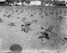 Tobacco plants