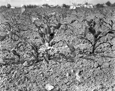 Corn plants