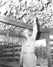 Man in tobacco barn