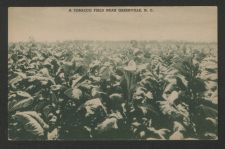 Tobacco field near Greenville, N.C.