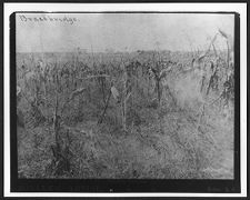 Bracebridge cornfield