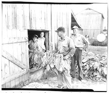 Tobacco harvest