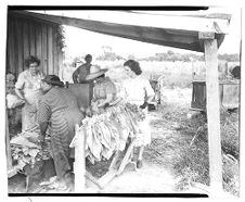 Tobacco drying