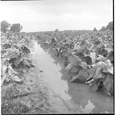 Tobacco field after flood