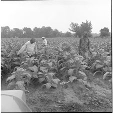 Setting up tobacco