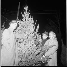 Optimist Club Christmas tree sale