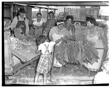 Curing tobacco