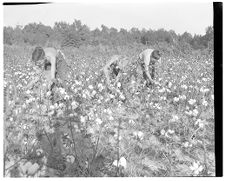 Boys picking cotton