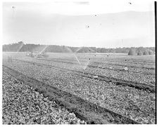 Watering fields