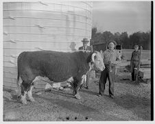 Man with bull