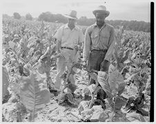 Crop inspection