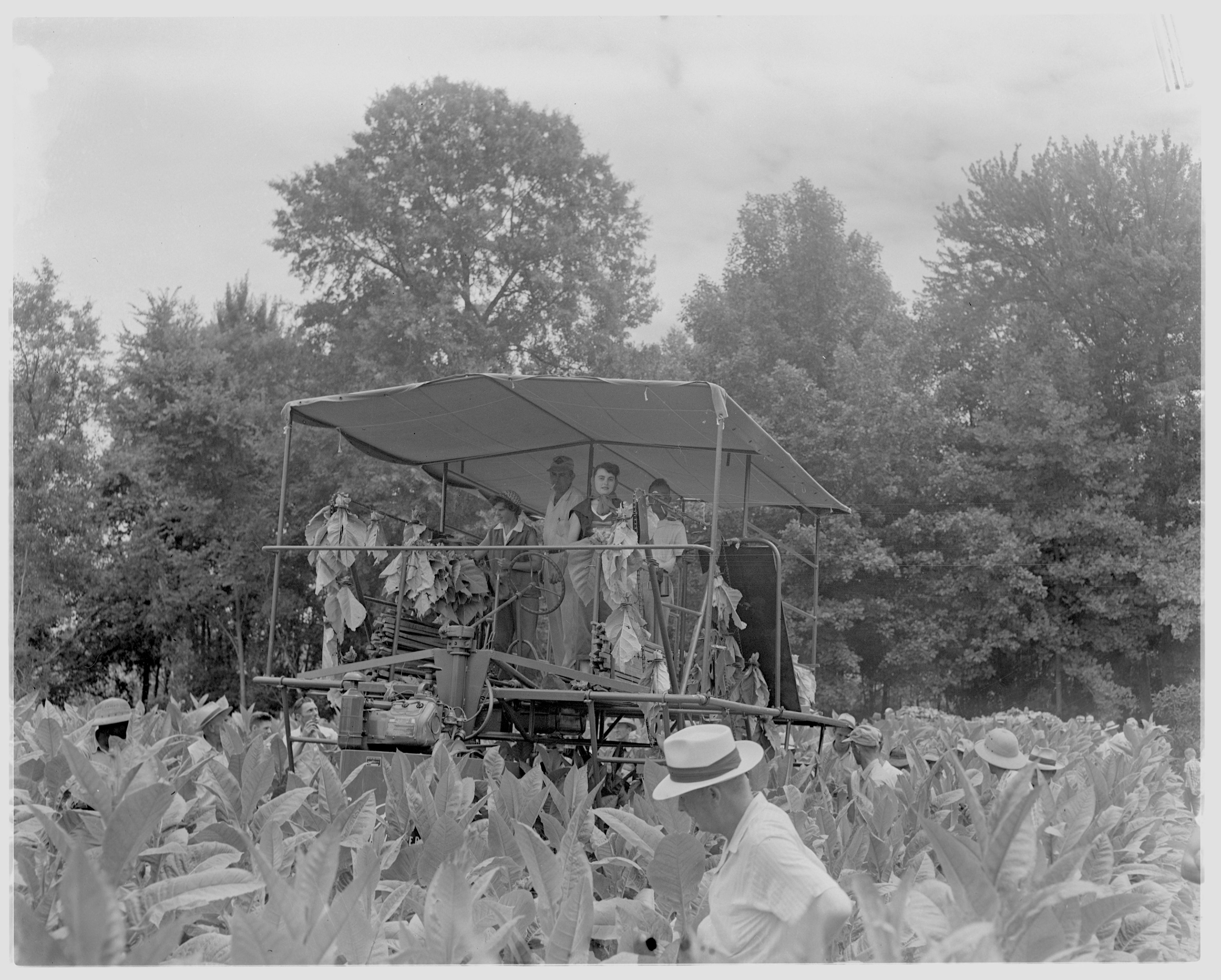 gch tobacco harvester Tobacco harvester in field