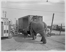 Circus elephant