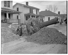 Trees being uprooted