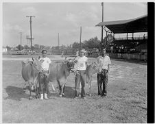 4-H members and cows 