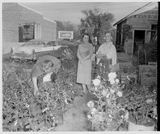 Women buying shrubbery