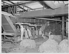 Tobacco re-drying plant