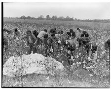 African-Americans pick cotton