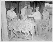 Man; Tobacco tips (4 Negatives), July 17, 1957