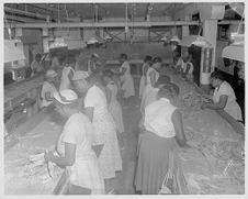 Women sorting tobacco