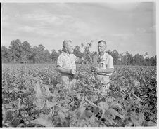 Farmers looking at soybeans