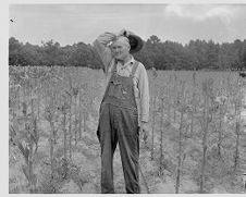 Farmer in field