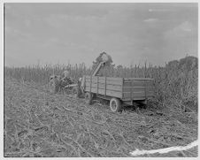 Harvesting corn