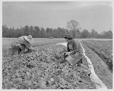 Tobacco transplanting