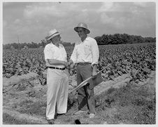 Tobacco field