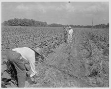 Tobacco measuring