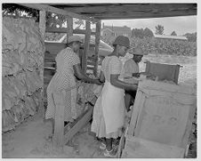 Curing tobacco