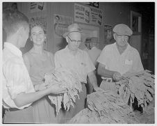 Looking through tobacco