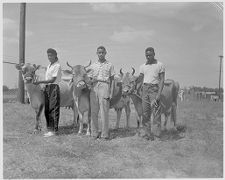 African Americans with cows 