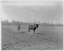 Farmer plowing