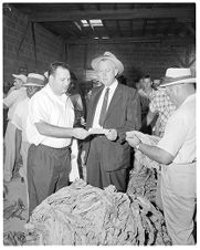 Tobacco market opening 