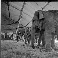 Circus elephants