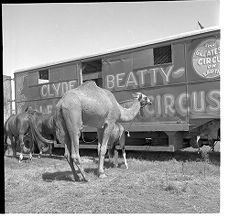 Circus camel