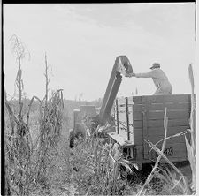 Corn picker 