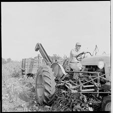 Corn harvesting