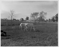 Horses