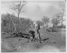 Fallen tree