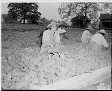 Picking crops