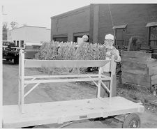 Drying tobacco leaves