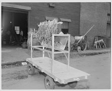 Rack of tobacco leaves