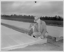 Tobacco beds 