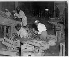 Sorting corn