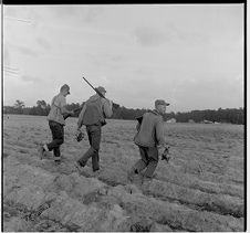 Dove season opens 