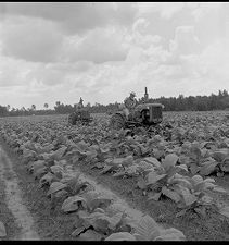 Tobacco field 