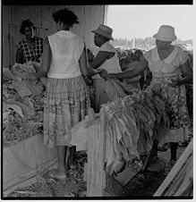 Handing and looping tobacco leaves